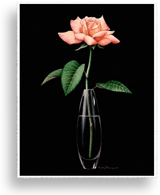 Rose Beauty by Ken Johnston